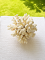 Brownstem Coral