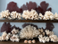 Brownstem Coral