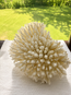 White Table Coral