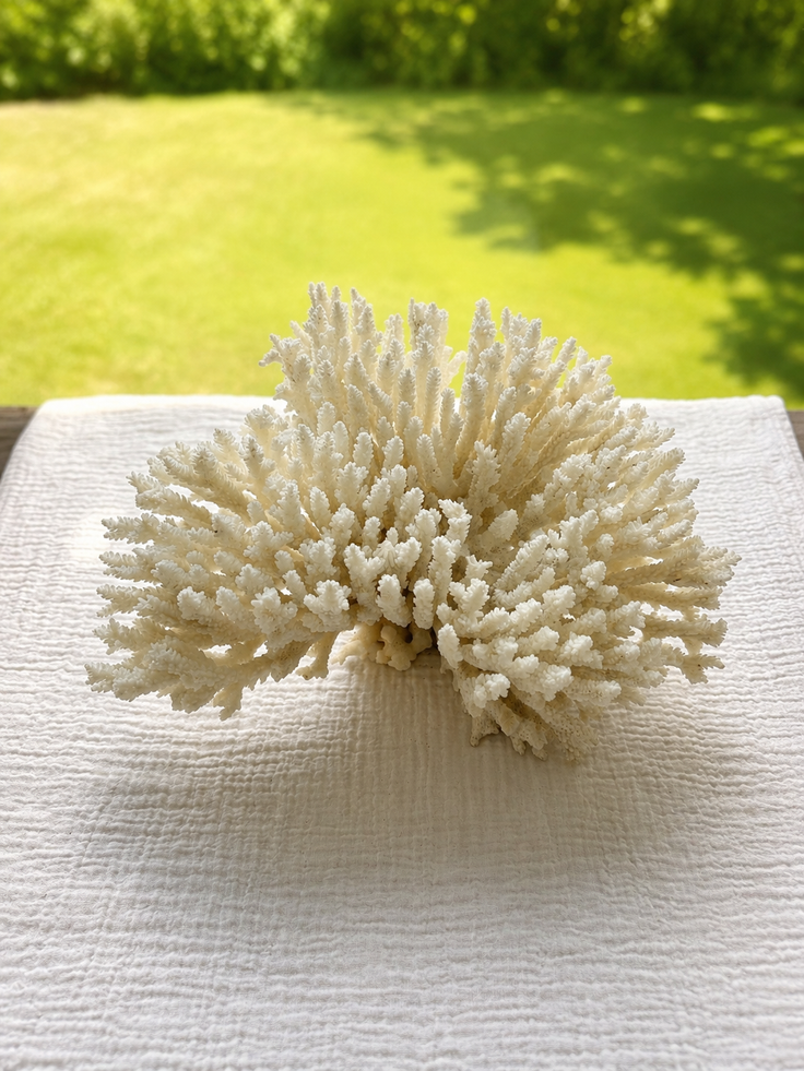 White Table Coral