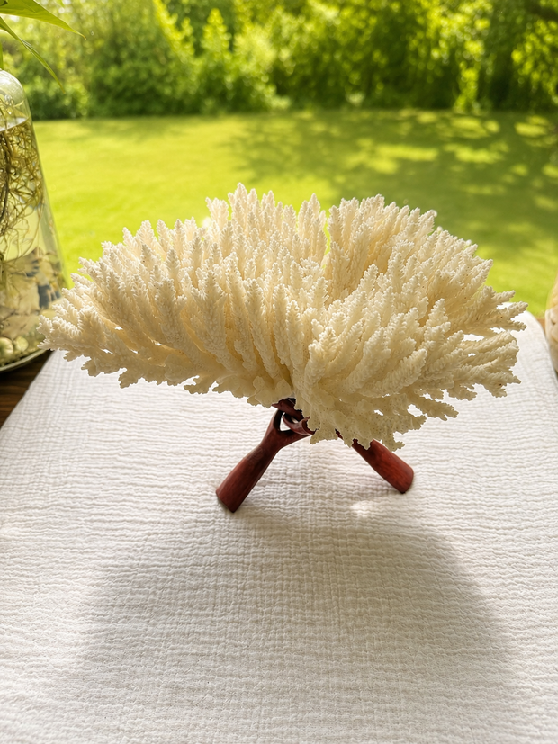 White Table Coral
