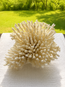 White Table Coral