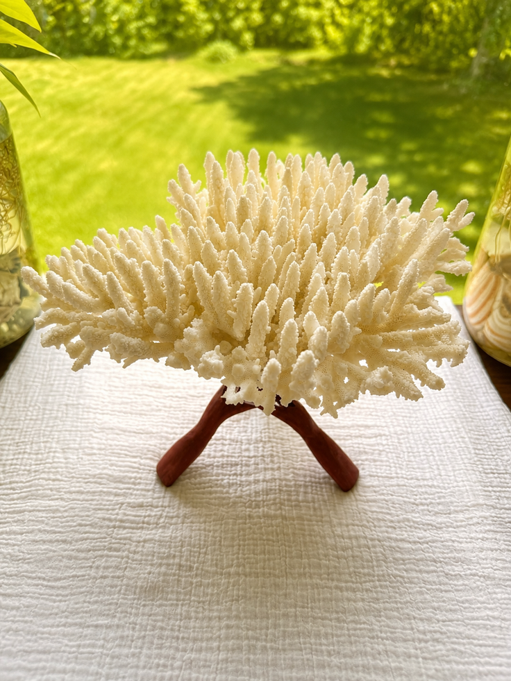 White Table Coral