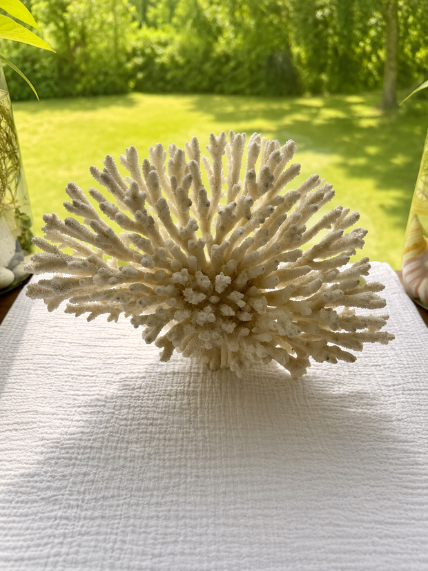 White Table Coral