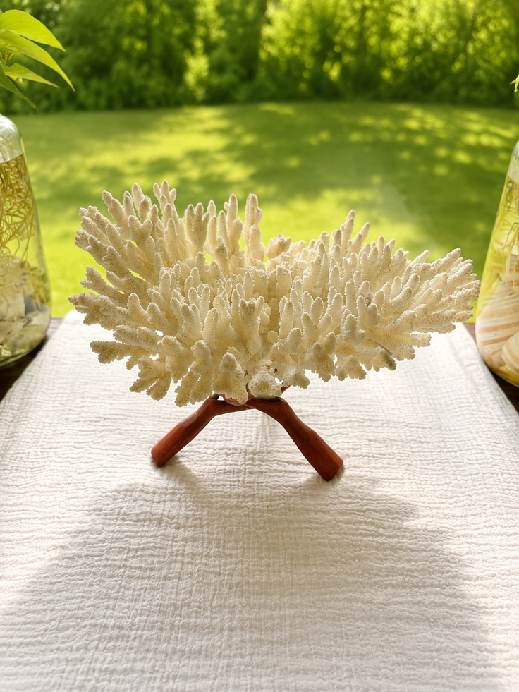 White Table Coral