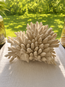 Branching Coral