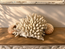 Branching Coral
