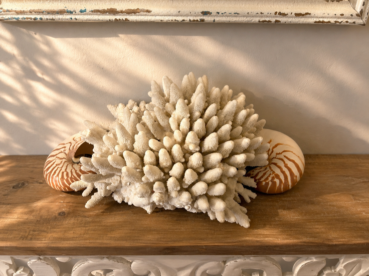 Branching Coral