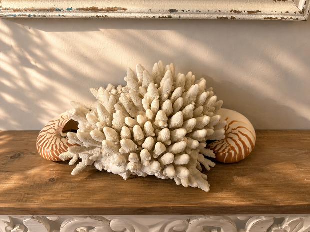 Branching Coral