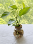 Green Pothos in Vase Jar