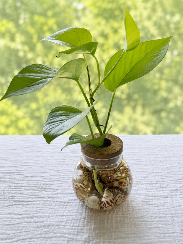 Green Pothos in Vase Jar