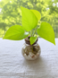 Neon Pothos in Vase Jar