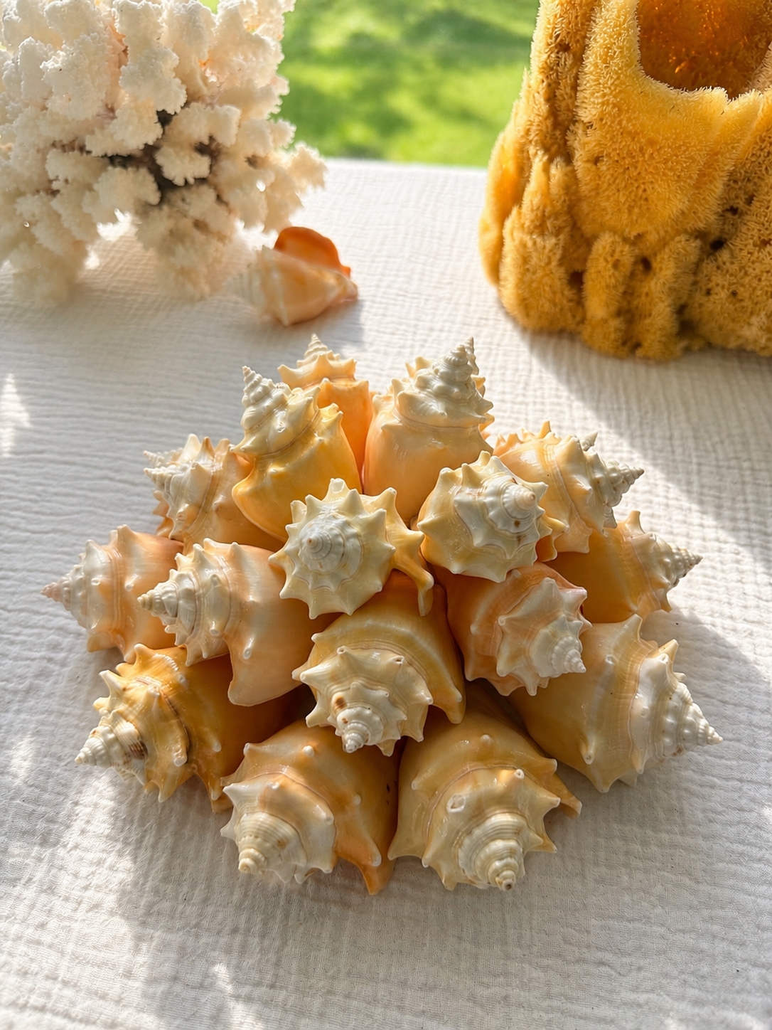 West Indian Fighting Conch