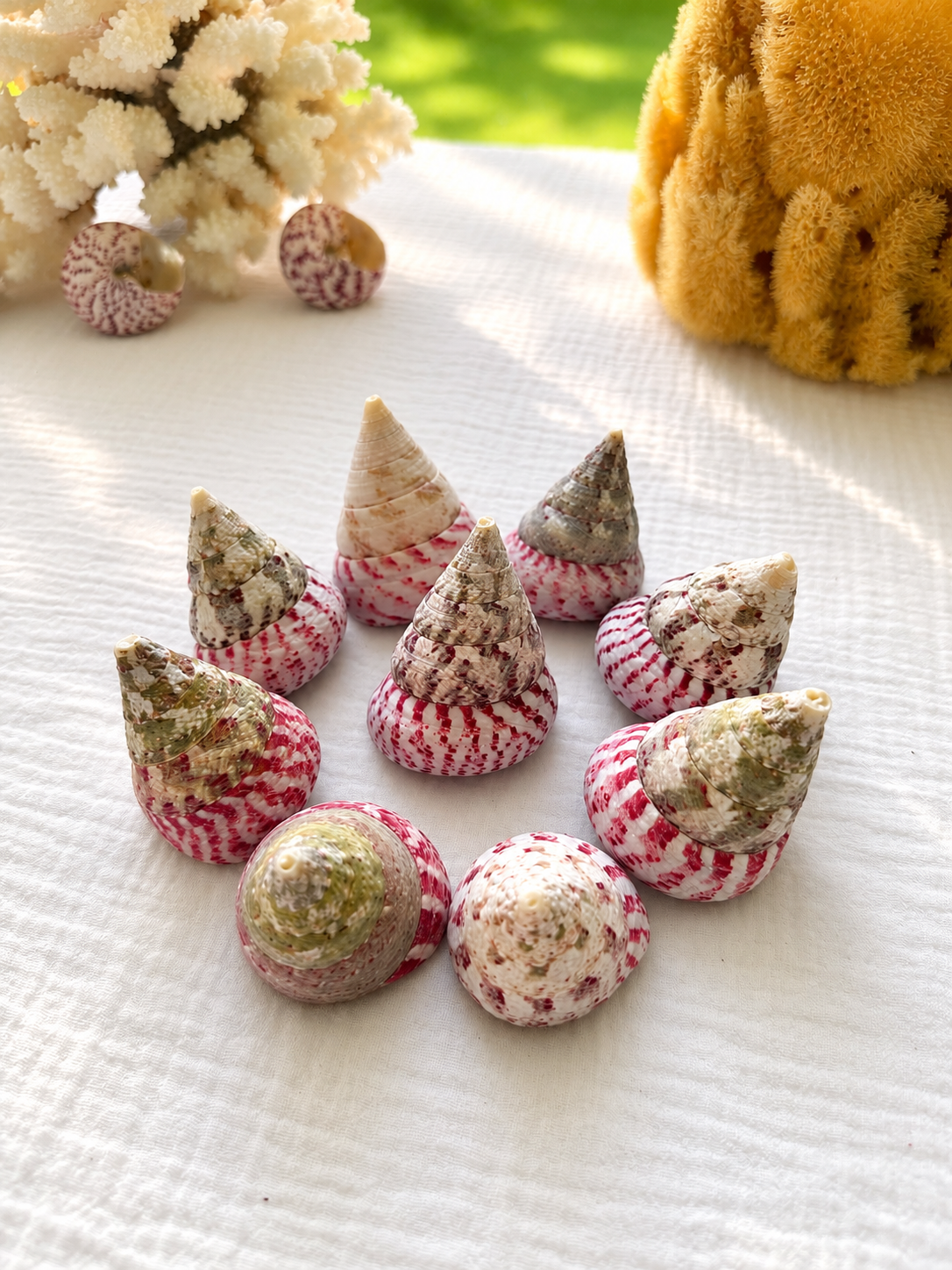 Strawberry Trochus
