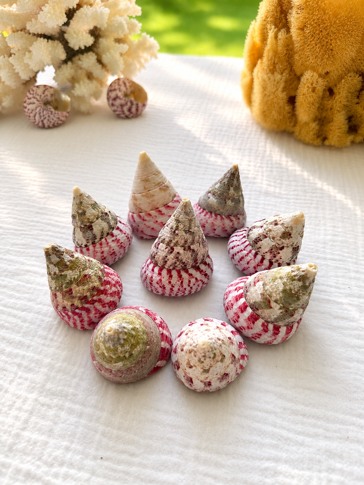 Strawberry Trochus