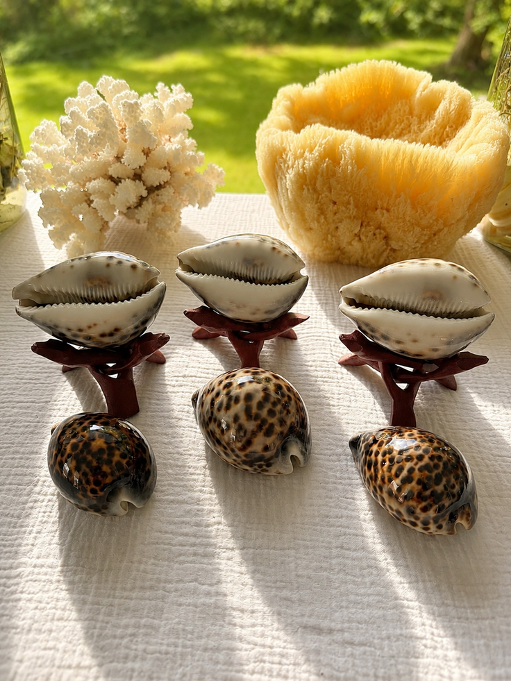 Tiger Cowrie
