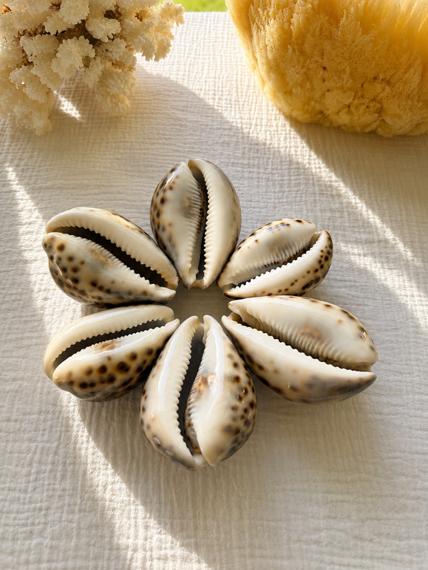 Tiger Cowrie