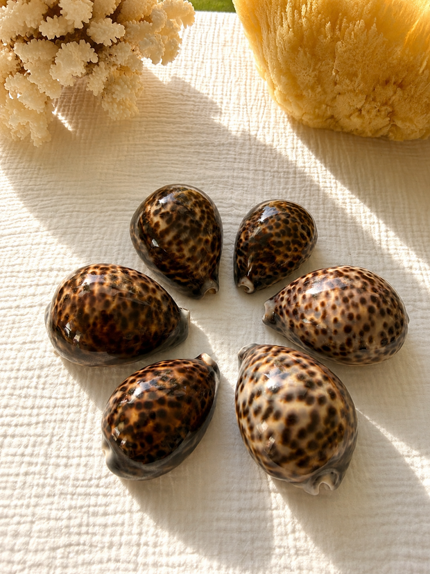 Tiger Cowrie