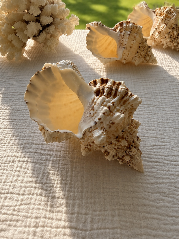 Giant Frog Shell