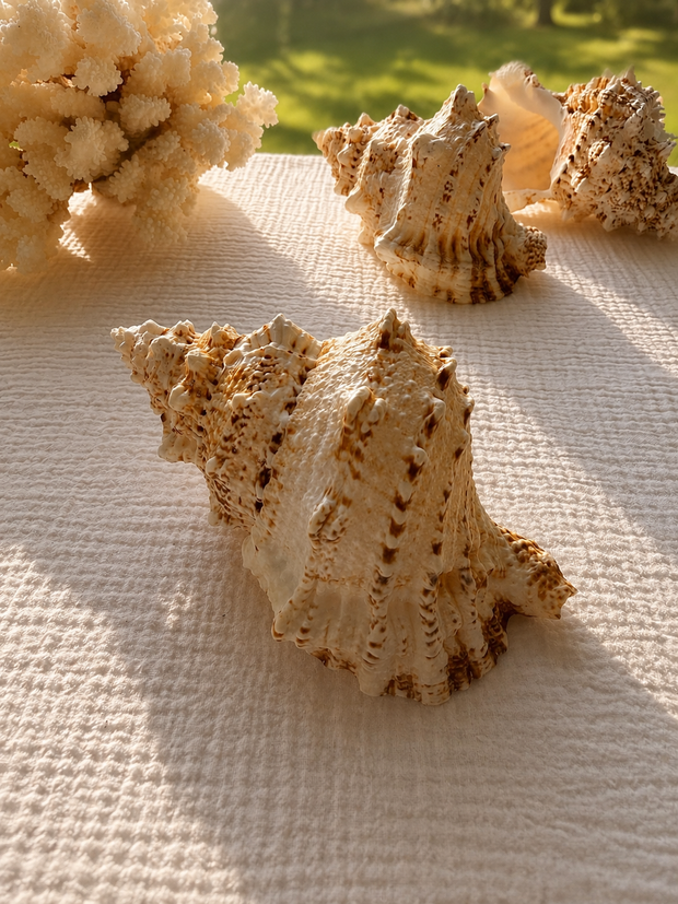 Giant Frog Shell