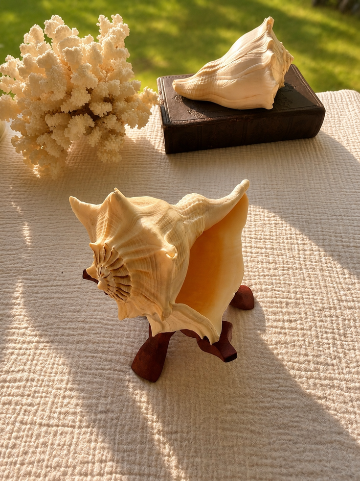 Lightning Whelk