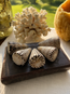 Lettered Cone Seashell