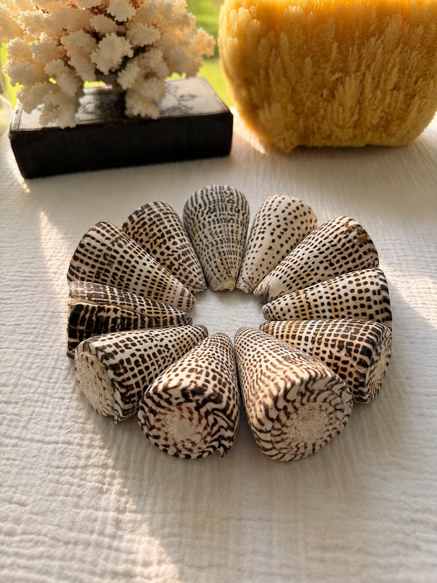 Lettered Cone Seashell