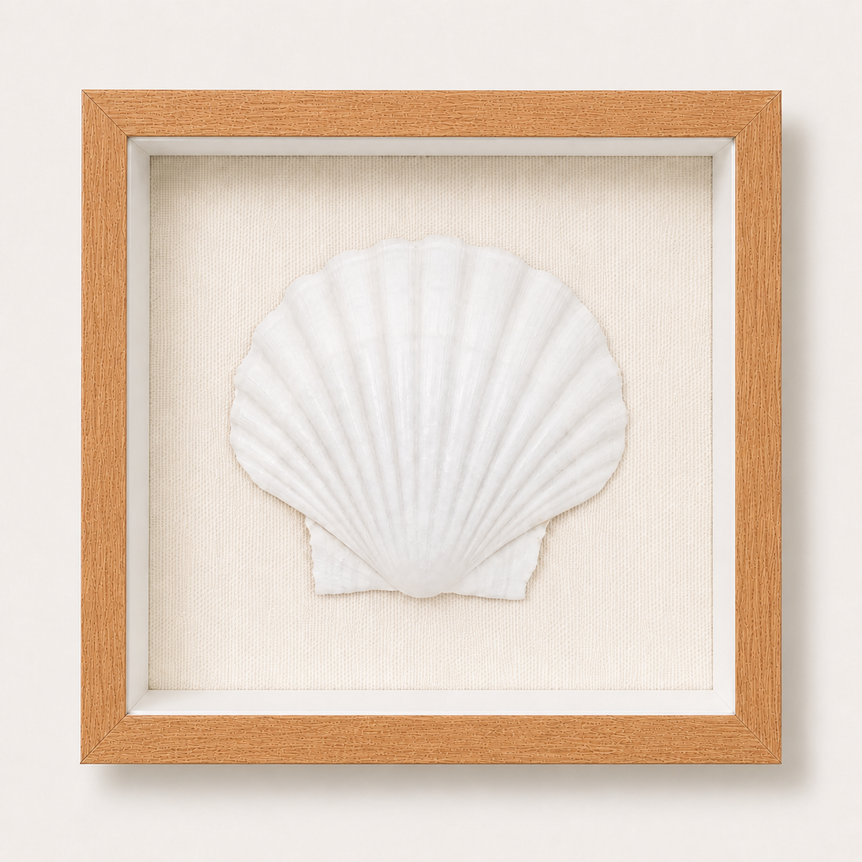 King Scallop Shadow Box