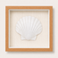 King Scallop Shadow Box