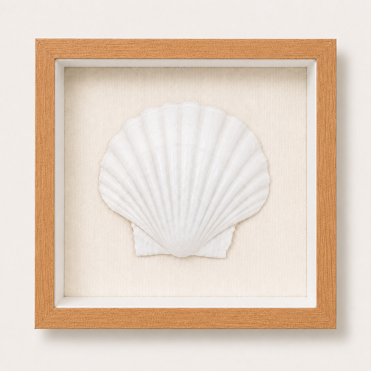 King Scallop Shadow Box