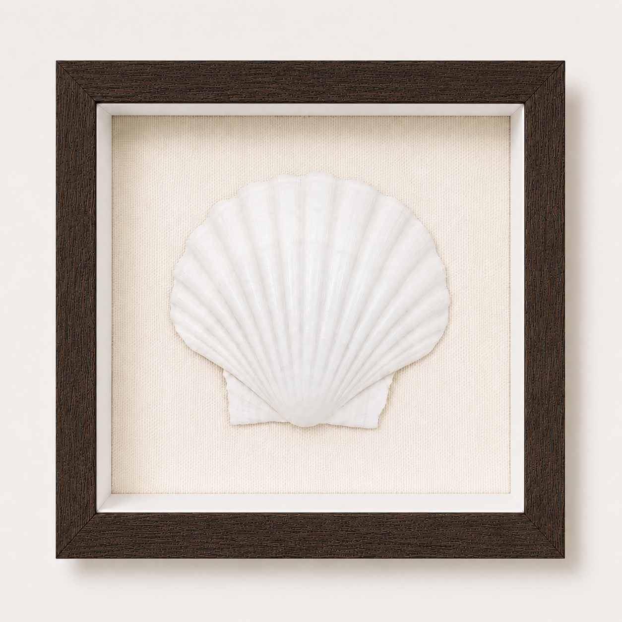 King Scallop Shadow Box