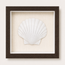 King Scallop Shadow Box
