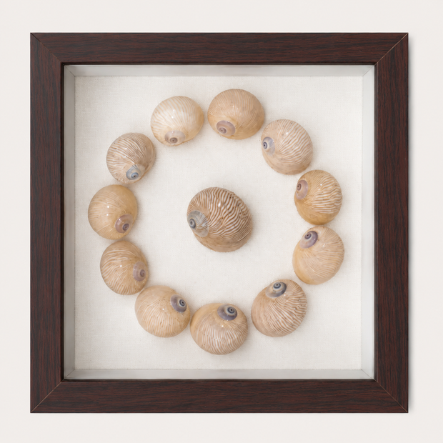 Lined Moon Snail Shadow Box