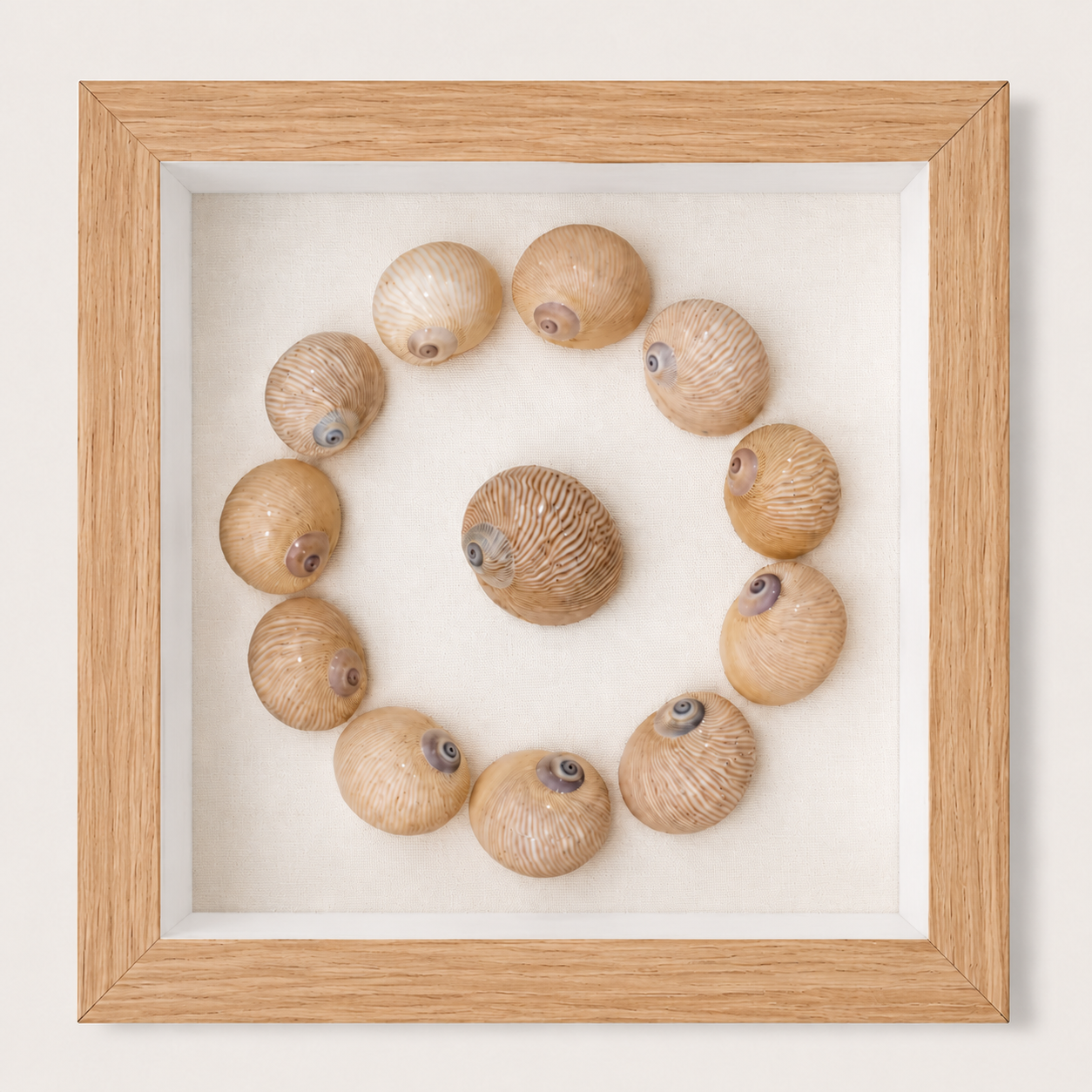 Lined Moon Snail Shadow Box