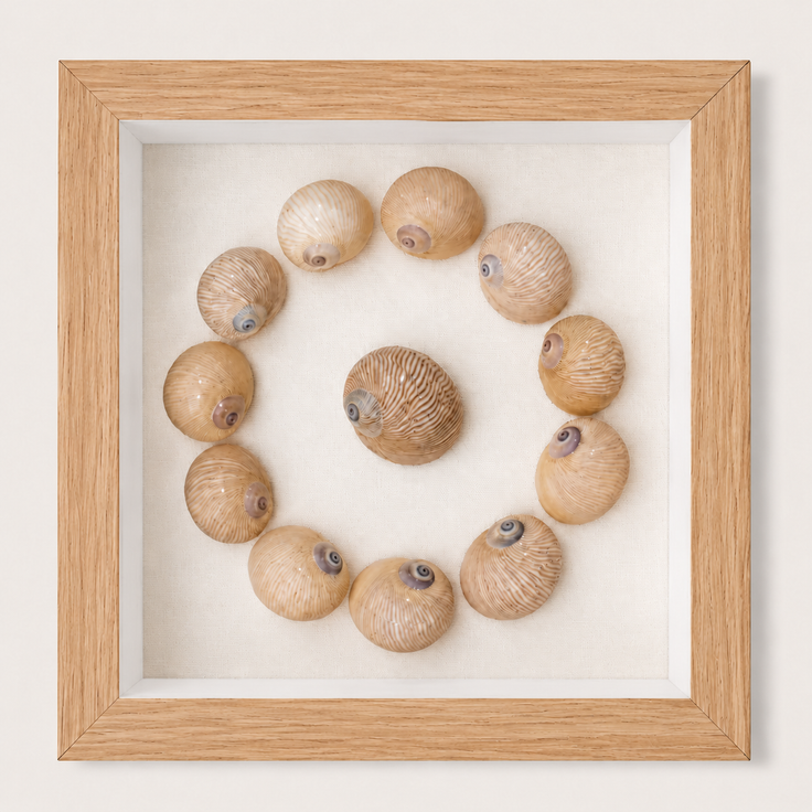 Lined Moon Snail Shadow Box