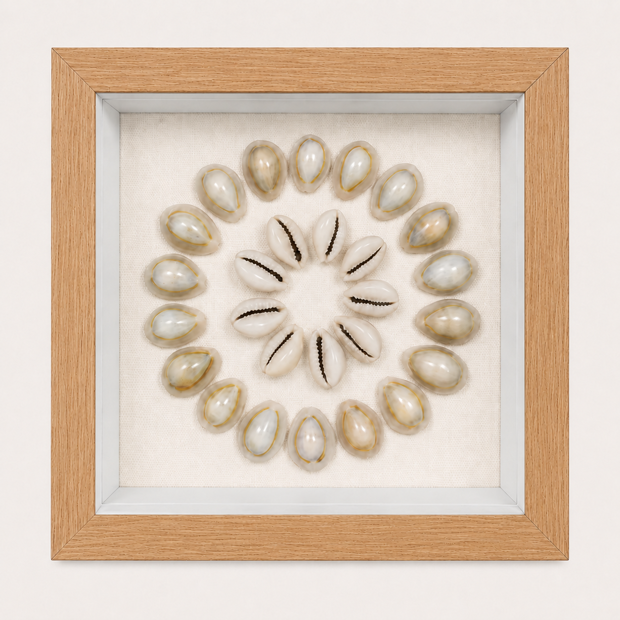 Ring Top Cowrie Shadow Box