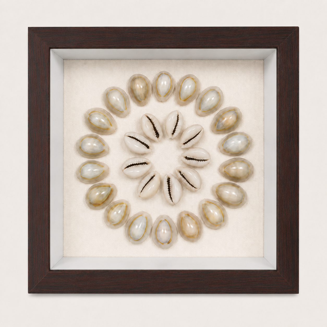 Ring Top Cowrie Shadow Box