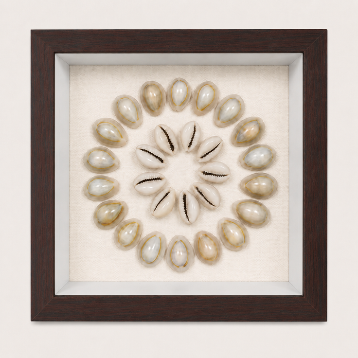 Ring Top Cowrie Shadow Box
