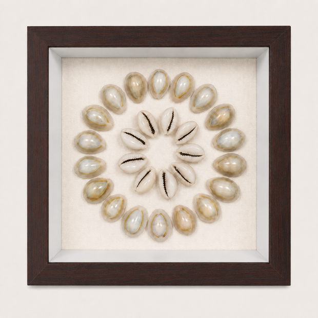 Ring Top Cowrie Shadow Box