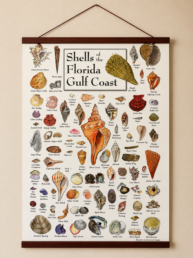 Shells of the Florida Coast Framed Poster
