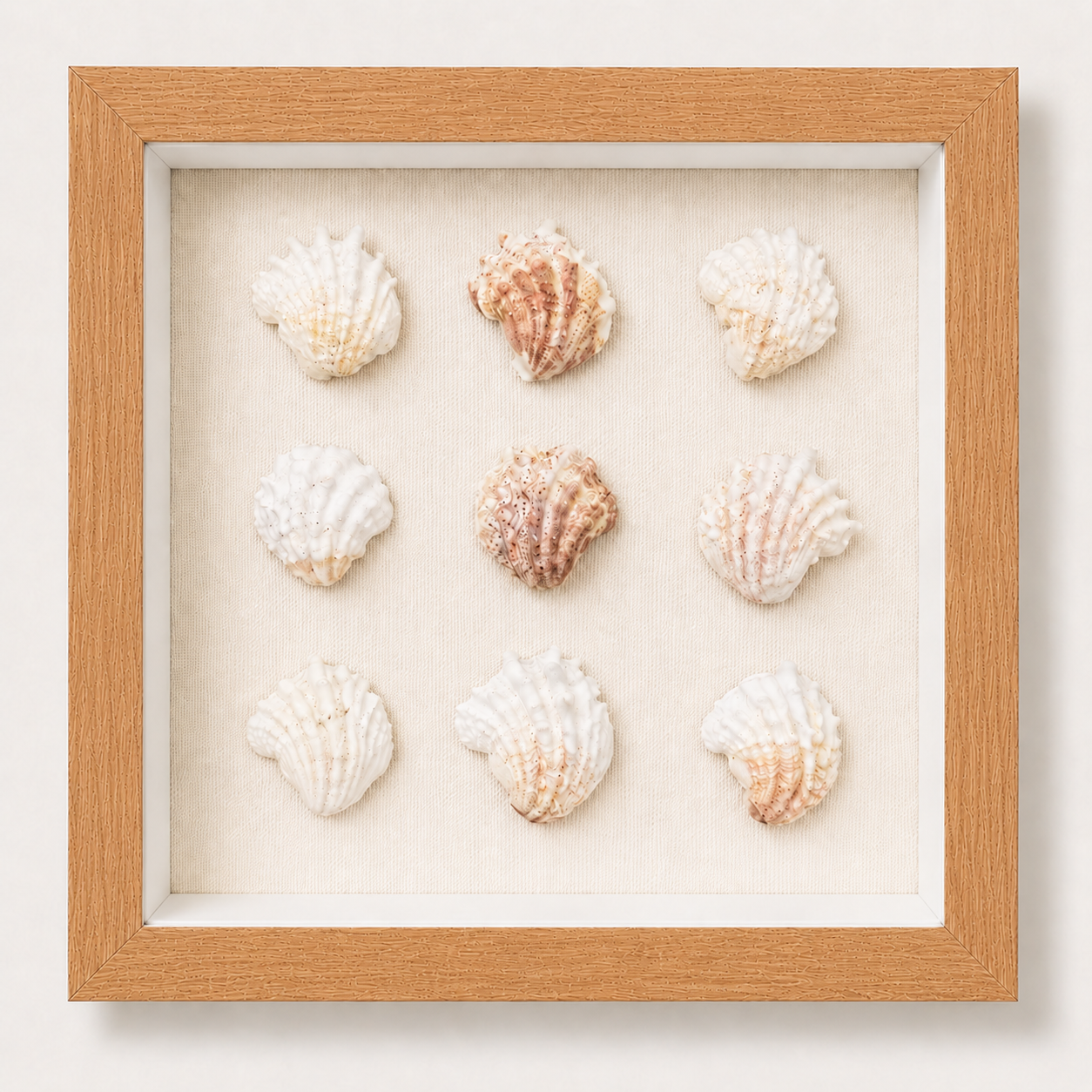 Florida Spiny Jewel Box Shadow Box
