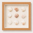 Florida Spiny Jewel Box Shadow Box