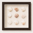 Florida Spiny Jewel Box Shadow Box