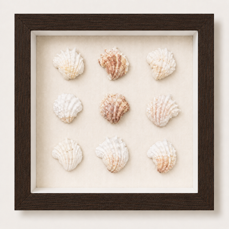 Florida Spiny Jewel Box Shadow Box
